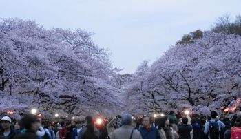 上野公園　お花見.JPG