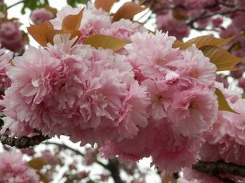 八重桜.JPG