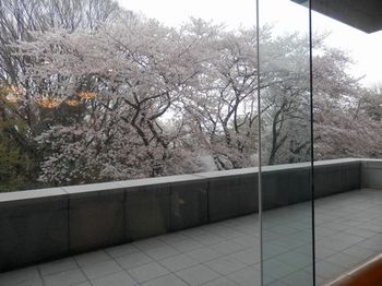平成館からの桜.JPG